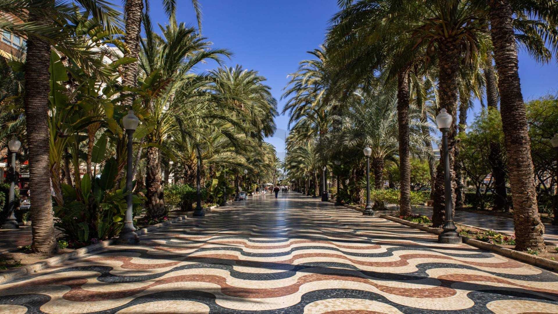  Alicante #12